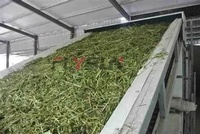 Séchoir à bande maillée automatique PLC personnalisé en usine pour la déshydratation des fleurs et des chrysanthèmes, haute efficacité, économie d'énergie
