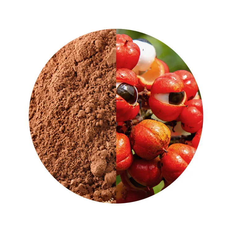 Ingrediente integratore ad alta energia polvere rivitalizzante semi di guaranà biologici brasiliani in polvere