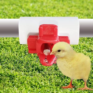 Conector en T de PVC <span class=keywords><strong>para</strong></span> pollo, Paloma, pájaro, codorniz, <span class=keywords><strong>bebedero</strong></span> de agua - Product Image 6