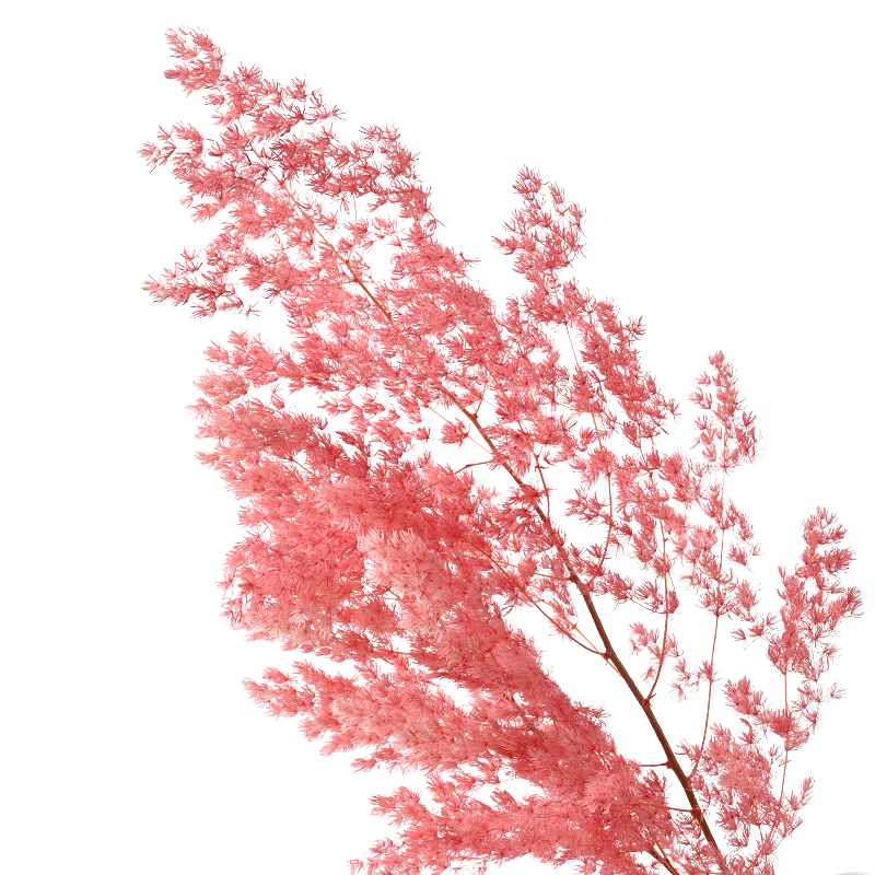 Rose pink