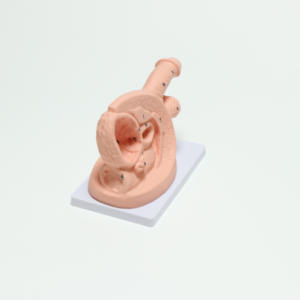 男性生殖系统模型基础导尿教学模式 - Product Image 2