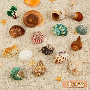 15PCS 소라게 껍질 자연 바다 소라 크기 1.6 "-3.2" 성장 터보 중소 및 대형 게에 대 한 - Product Image 6