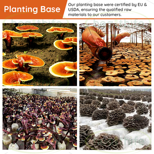 USA kho Chứng Khoán Hữu Cơ <span class=keywords><strong>Ganoderma</strong></span> lucidum Reishi Nấm Mushroom extract Reishi Nấm bào tử bột - Product Image 5