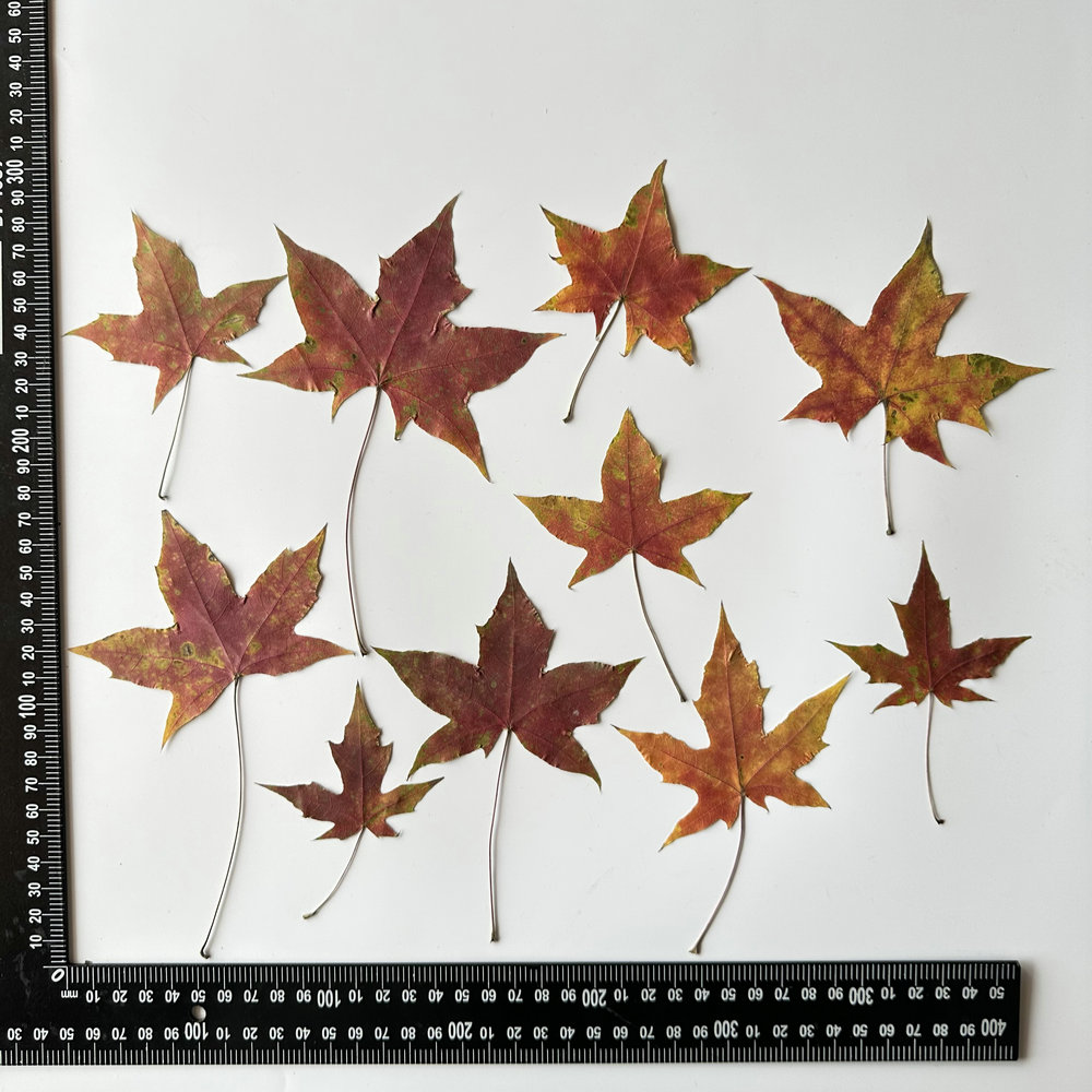 MH445 Mélange de feuilles Sweetgum 4