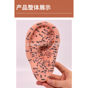 Modelo de acupuntura auricular ultraclaro con múltiples puntos grabados, modelo de puntos de acupuntura para el oído, masaje y terapia auricular, 16 cm - Product Image 4
