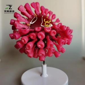 Mô hình giảng dạy và đào tạo y tế của mô hình virus tế bào chất lượng cao - Product Image 3