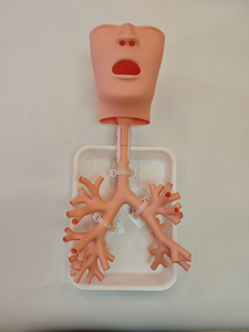 Simulador de Entrenamiento de Broncoscopio, Modelo de Árbol Bronquial Humano para Entrenamiento Médico Respiratorio - Product Image 3