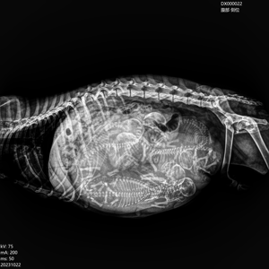 EURVET - Équipement vétérinaire à <span class=keywords><strong>prix</strong></span> avantageux - Imagerie médicale - Machine <span class=keywords><strong>de</strong></span> <span class=keywords><strong>radiographie</strong></span> - <span class=keywords><strong>Appareil</strong></span> <span class=keywords><strong>de</strong></span> <span class=keywords><strong>radiographie</strong></span> numérique pour animaux - Pour clinique - Product Image 3