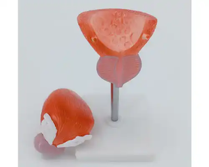 Modelo Anatómico Humano de Anatomía Médica Popular, Modelo de Enseñanza Médica del Sistema Urinario, Vejiga Humana, Modelo Anatómico Tridimensional de Dos Partes - Product Image 5