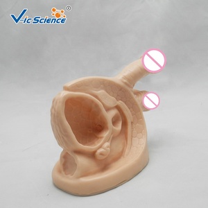 Mô Hình Giải Phẫu Y Tế Mô Hình Giải Phẫu Nội Tạng Bên Ngoài Cho Nam Tiên Tiến Mô Hình Giáo Dục Khoa Học Y Tế - Product Image 4