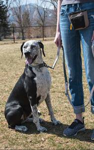 Free sample Custom Pet Snack Reward Bags Pet Puppy Snack Walking <b>Training</b> <b>Dog</b> <b>Treats</b> <b>Training</b> <b>Pouch</b> Bag Carrier Holder With Clip - Product Image 5