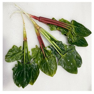 Conjunto de modelo de vegetales de PU simulado para educación preescolar Incluye repollo, brócoli, pepino, lufa, berenjena, accesorios cognitivos - Product Image 4