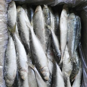 Sardinas Congeladas <span class=keywords><strong>para</strong></span> Enlatar y como <span class=keywords><strong>Cebo</strong></span> - Product Image 6
