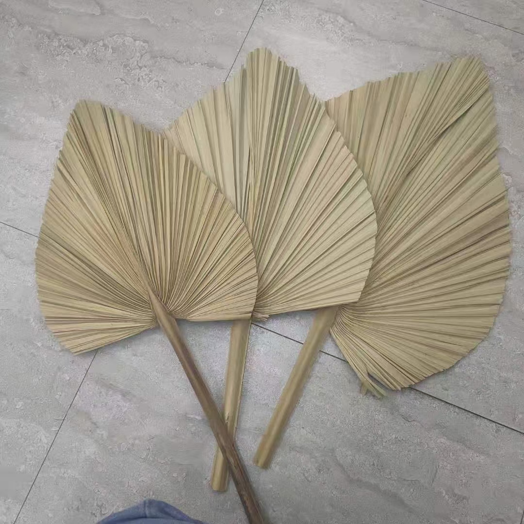 Feuilles de palmier en forme de coeur