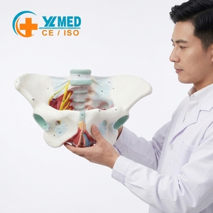 Modelo de Pelvis Femenina de Tamaño Real con Certificación CE/ISO, Recurso de Enseñanza de Ciencias Médicas, Enseñanza Anatómica para Demostraciones - Product Image 1