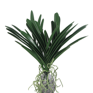 Orchidées <span class=keywords><strong>Vanda</strong></span> artificielles en plastique à longue tige, effet toucher réel, pour la décoration de Thanksgiving et de Noël (vente en gros) - Product Image 1