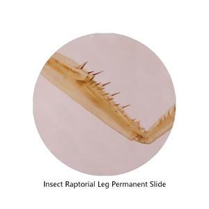 Portaobjetos de microscopio de pie de raptor en oferta, recurso didáctico de ciencia natural para escuelas y biología médica - Product Image 1