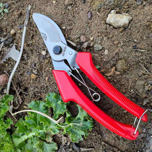 Tijeras de Podar para Árboles Frutales Butterfly 104B, Acero Inoxidable, Mango Rojo, Hoja de 50 mm, Herramienta de Jardinería y Horticultura - Product Image 3