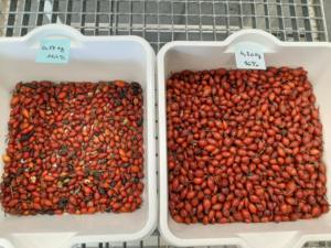 Mini trieuse chromatique intelligente à bande transporteuse pour café, <span class=keywords><strong>cerises</strong></span>, ail frais et surgelé, et myrtilles - Product Image 5