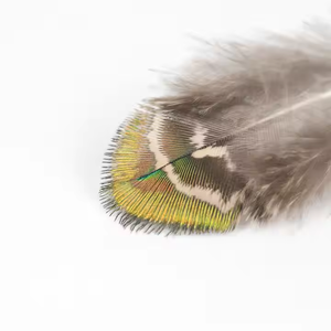 Plume de paon irisée en coquille d'or naturel petit plumage de <span class=keywords><strong>faisan</strong></span> pour la décoration de robe bricolage fait à la main fabrication de bijoux - Product Image 5