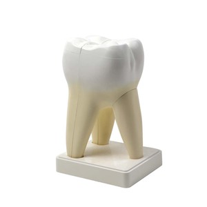 Modèle de molaire, usage dentaire, dent amovible, enseignement de l'anatomie dentaire humaine, démonstration biologique - Product Image 1