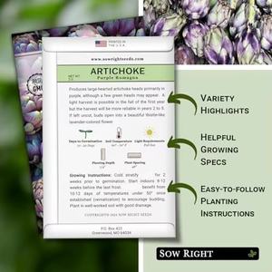 Artichaut violet Romagna biologique non-OGM, variété ancienne, pour jardin potager extérieur, plante vivace haute, boutons de <span class=keywords><strong>fleurs</strong></span> comestibles, semer correctement - Product Image 5