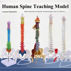 Анатомическая Гибкая хиропрактика медицинская научная модель позвоночника человеческий позвоночник обучающий инструмент - Product Image 2