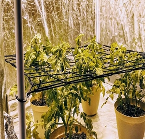 Alta calidad Filet Scrog <span class=keywords><strong>Trellis</strong></span> <span class=keywords><strong>Netting</strong></span> para Grow Tent Plant Support - Product Image 2