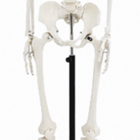 XX-A101 170cm Model kerangka manusia dasar PVC setengah tubuh Model pelatihan Organ & tengkorak sains medis - Product Image 5