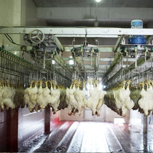 Mini Matadero Automático de Pollos de 1000-1500 Aves por Hora - Product Image 4