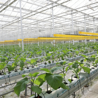Serre agricole tunnel de 7,5 m de haute qualité, à faible coût, avec verre trempé et structure en acier galvanisé à chaud