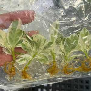 Ficus Lyrata Variegato da Coltura in Vaso con Variegazione Stabile, Pianta Ornamentale Premium per Interni da Vivaio - Product Image 2