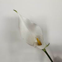 Tulipes artificielles élégantes de haute qualité GOG1068 en PU au toucher réel, faites à la main, pour la Saint-Valentin, les mariages, Noël, les remises de diplômes