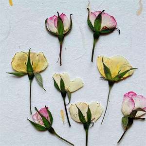 I645 <span class=keywords><strong>Rose</strong></span> a pressione laterale vere piccole <span class=keywords><strong>Rose</strong></span> fiori secchi pressati colori tinti per decorazioni - Product Image 1