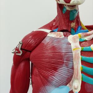 Modèle anatomique humain complet en plastique pour l'enseignement médical, 27 parties, démonstration anatomique masculine, pour l'apprentissage des élèves - Product Image 6