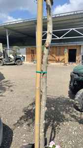 เสาค้ำต้นไม้ไม้ไผ่ขายส่ง ค้ำยันต้นไม้ไม้ไผ่ทนทานสำหรับสวนองุ่นและเกษตรกรรมมะเขือเทศ - Product Image 5