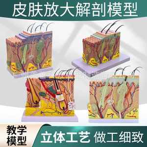 Modèle anatomique de la structure de la peau humaine, couches de tissus agrandies, démonstration de la structure cutanée et enseignement de la beauté. - Product Image 2
