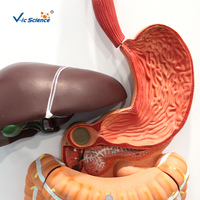 Modelo Anatómico del Sistema Digestivo Humano, Modelo Completo del Tracto Alimentario para la Enseñanza Médica en Gastroenterología, CE/ISO/ROHS/CNAS