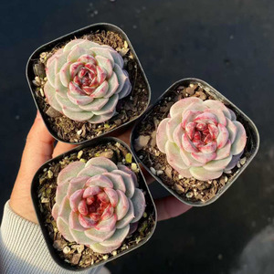 <span class=keywords><strong>Suculentas</strong></span> Echeveria 'Velvet' para Decoración del Hogar <span class=keywords><strong>y</strong></span> Absorción de Formaldehído - Product Image 2