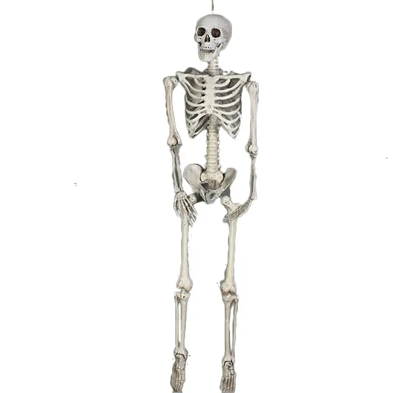 Halloween Scary Hanging Life Size Full Body Human Skeleton Movable Joints Plastic Halloween Skeleton