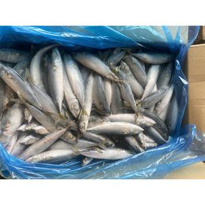 Biologische diepvries Pacifische makreel vis importeurs te koop. Koop hele DOMINE variëteiten in bulk kartonnen dozen van 10 kg. - Product Image 2
