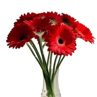 Gerbera Daisy 19 Gerbera Kunming Yunnan Rambut Lurus Alami Buket Festival Qingming Bunga Potong Kuning Putih Grosir
