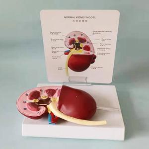 Modèle d'enseignement médical Modèle de rein pathologique <span class=keywords><strong>canin</strong></span> pour l'éducation vétérinaire et la démonstration de la maladie rénale - Product Image 3