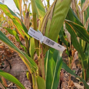 ป้ายแขวนพลาสติกกันน้ำ ทนรังสียูวี พิมพ์ด้วยเลเซอร์ได้ สำหรับติดต้นไม้ ใช้สำหรับผลไม้และเมล็ดพันธุ์ - Product Image 5