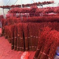 Hochwertige 2026 Natürliche Trockenblumen Silberweide Frühlingsfest Konservierte Blumenpflanzen Heim Neujahrs-Deko Salix Argyracea