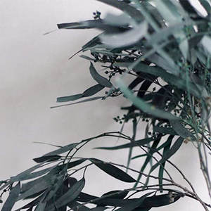 Cabang Bunga Kering Beku Daun Eucalyptus yang Diawetkan dengan Buah - Product Image 5