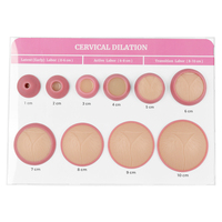 Ensemble de modèles de dilatation cervicale (10 pièces) avec support de présentation sur chevalet pour démonstrations en cours de sciences médicales Modèle CP.KC.0483 Marque OEM