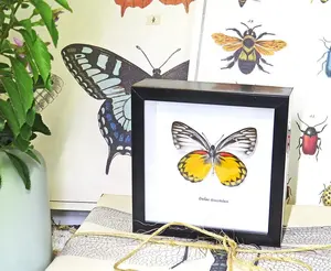 Custom 12x12 Black 3d Deep Art Square Butterfly In Frame Taxidermy Shadow Box Specimen Frame For Home Decoration