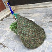 Ornements de Noël de 1,7 m, grande tête de paon artificielle, statue d'animal, design moderne, faite à la main, en plastique, fourrure synthétique, décoration de la maison