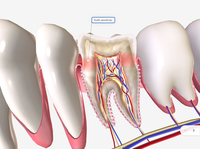 Meja Pembedahan Virtual 3D Anatomix HD (Berbahan Logam, Bertenaga Listrik) untuk Pengajaran Anatomi Interaktif dan Pendidikan Kedokteran